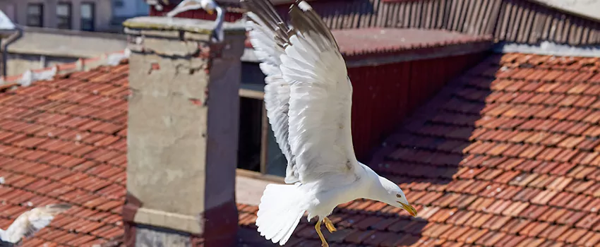 Residential Chimney Animal Removal Solution in Millbrook, AL
