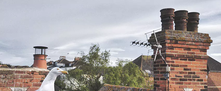 Chimney Cleaning And Restoration in Millbrook, Alabama